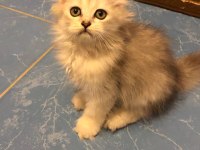 British longhair uysal kedimiz
