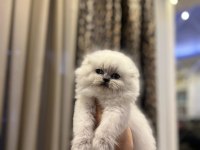 AYI SURAT SCOTTISH FOLD LONGHAIR YAVRULARIM 