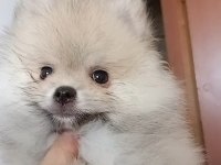 Pomeranian baby face
