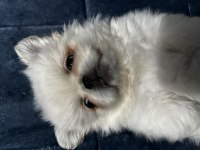 Kendine iyi bir aile ona sıcak bir yuva pekinez köpeği
