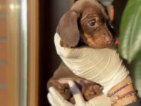 Chocolate tan ve chocolate merle dachshund yavruları