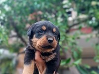 Orjinal safkan rottweiler yavrular