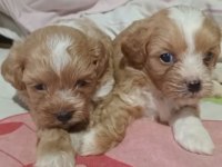 Maltipoo yavrular