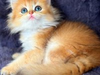 British longhair golden bebek