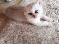 Sevimli yavru kediler