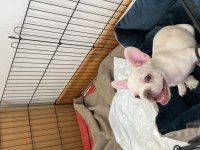 French bulldog platinyum yeşil gözlü karma ve ic diş parazit