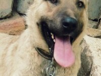 Kangal köpeği yavruları