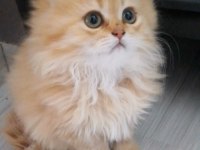 Golden British Longhair Bebekler