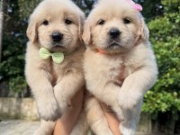 Üst kalite safkan golden retriever bebekler