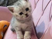 British shorthair bebeğimiz