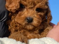 Tea Cup  ORJİNAL Toy Poodle Yavrulari
