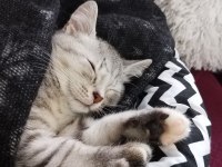 British Shorthair Tabby Erkek Yavru