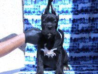 Fcı-Kıf Secereli Safkan Cane Corso
