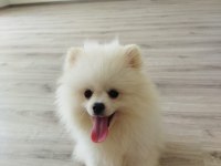 Küçük sevimli pomeranian boo