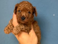 Pamuk gibi toy poodle yavrularım