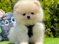 Sevimli Pomeranian Boo Yavrularımız