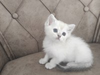 Gold Point Scottish Fold Mavi Gözlü Yavru
