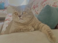 Erkek 14 aylık kedimize eş arıyoruz british shorthair