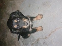 2 adet dişi yavru köpeğimiz