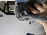 Scottish fold kedisi