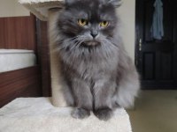 Scottish longhair Kedimi ücretsiz Sahiplendireceğim