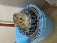 2 aylık sevimli british longhair yavrular