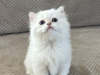 BRITISH LONGHAIR YAVRUMUZ