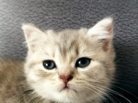 British longhair dişi kedi 3 aylık