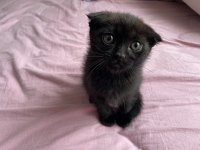 Nadir renk özel bebek isteyene uslu scottish fold bebekler