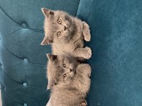 British shorthair yavru kedilerimiz