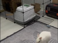 Netherland Dwarf Cüce Tavşan 1 Yaşında ve Tüm Eşyaları