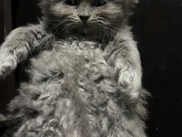 British longhair 1 aylık kedimiz