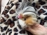 Ginepig istanbul