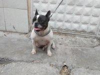 2 yaşında doğum tecrübeli dişi french bulldog