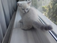 British Shorthair Yavru (Dişi)