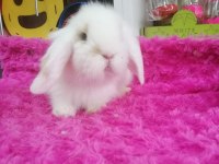 Safkan lop tavşanı bebekler