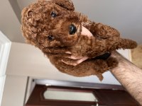 ORJİNAL TOY POODLE RED BROWN KORE KAN