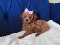 Red Toy Poodle Kızımız