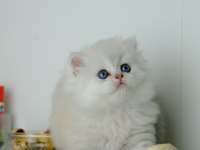 British Longhair Silver Top Kafa Yavrumuz