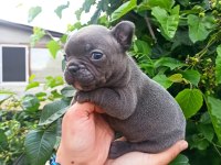 French Bulldog Yavrularımız Bursa Türkiye Tüm İller