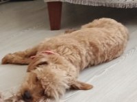 6 aylık dişi maltipoo
