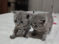 British shorthair dişi ve erkek