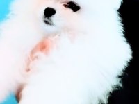 Rus girişli Pomeranian Boo ayı surat teacup
