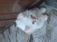 2 aylık british longhair yavrular sahiplendiriyorum