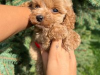 Türkiyenin en güzel maltipoo yavruları