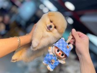 MİCRO POMERNİAN BOO (KÜTAHYA EXUMA PET CENTER)