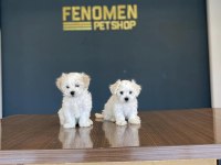 Kar Beyaz Maltese Terrier Yavrularımız Güncel