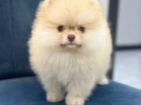 Nadir Yeşil Göz Pomeranian Boo