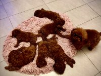 Kore bebekler toy poodle