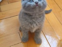 GRİ ŞEKERİLİNKOO KEDİMİZ